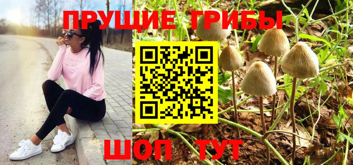 Асино  Галлюциногенные грибы прущие грибы  Вход с VPN 